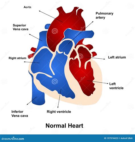 Vector Illustration Of Anatomy Of Human Heart Stock Vector