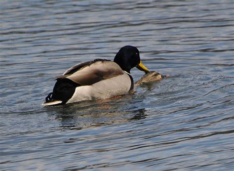 Mallard Ducks Mating Flickr Photo Sharing