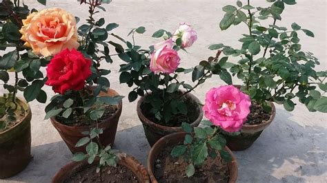Fantastis 20 Gambar Bunga Mawar Lengkap Dengan Akar Gambar Bunga Indah