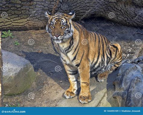 Young Female Sumatran Tiger Panthera Tigris Sumatrae Stock Image