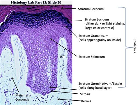 Bio201 skin skin model anatomy models labeled human anatomy and physiology the skin is an organ that forms a protective barrier against germs (and other select from premium human skin of the highest quality. Thick Skin - Labeled - Histology | Thick skin, Epidermis ...