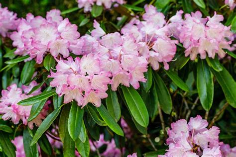 If you have a shady spot in your garden, these shrub varieties will suit nicely. 10 Shade-Tolerant Flowering Shrubs - Garden Lovers Club