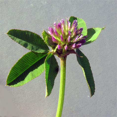 East African Plants A Photo Guide Trifolium Rueppellianum Fresen