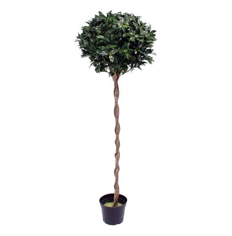 Finely crush 5 bay leaves, and pour them in around 100ml of 96% alcohol. Artificial Bay Laurel Tree | Bay laurel tree, Laurel tree ...