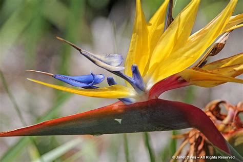 864 ads for artificial grass in south africa. Mandela's Gold bird of paradise | Janet Davis Explores Colour
