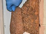 Termite Damage Dust Pictures