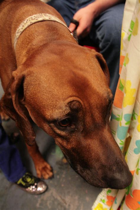 The rhodesian ridgeback is a handsome, large dog that boasts a lot of presence. Rhodesian Ridgeback | A large and muscular dog, the ...