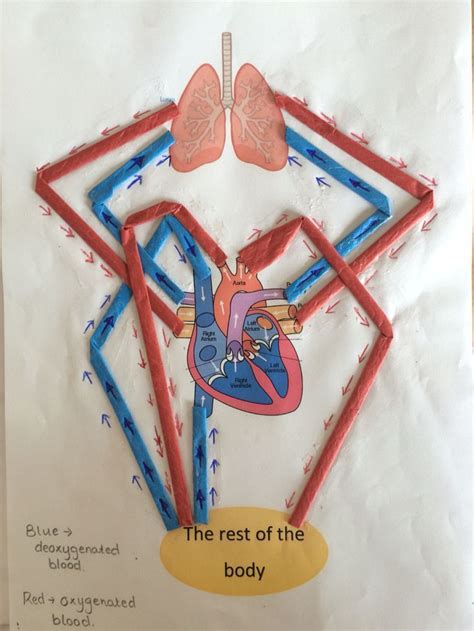 The circulatory system carries oxygen, nutrients, and. Image result for circulatory system display ks2 | Human ...