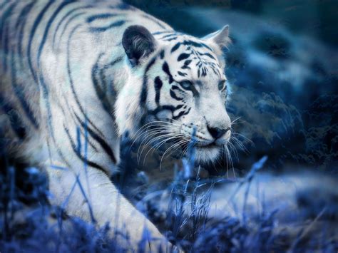 White Tiger Blue Clouds Hd Wallpaper Background Image 2048x1536