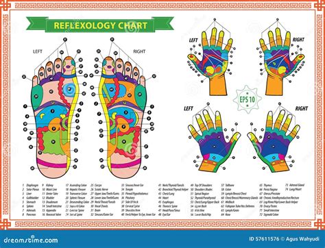 Hand Reflexology Chart Stock Vector Illustration Of E