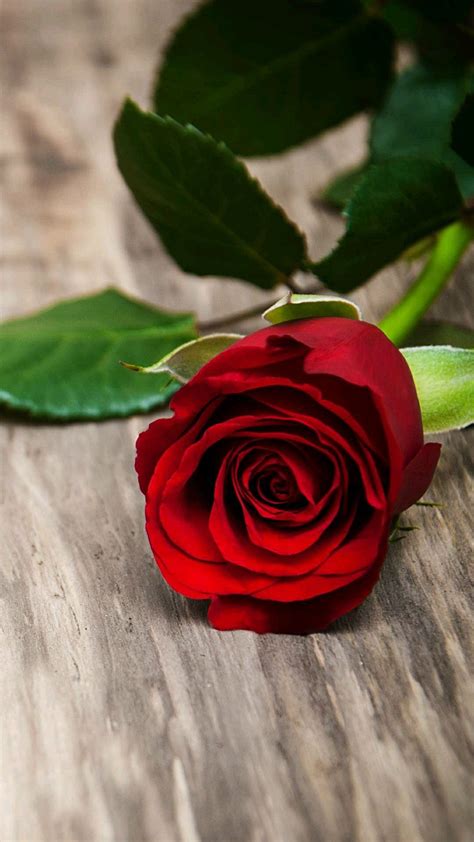 A Single Red Rose Sitting On Top Of A Wooden Table
