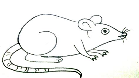 How To Draw A Rat Step By Step Animal Drawing Rat Drawing Tutorial
