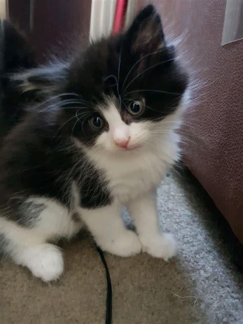 6 Long Haired Part Norwegian Forest Kittens For Sale In Croxley Green
