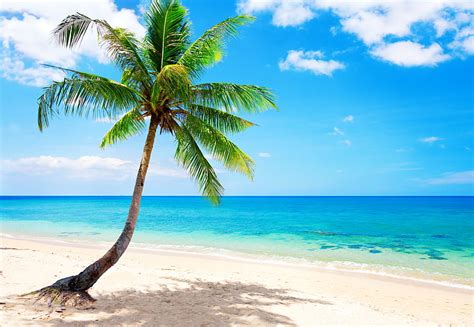 Hd Wallpaper Coconut Tree Sand Sea Beach The Sun Tropics The