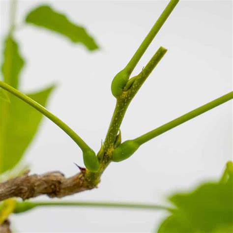 Continue reading about pruning bonsai trees. Leaf pruning Chinese wisteria - Bonsai Tonight