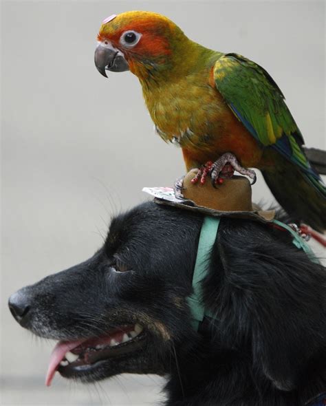 Adorable Parrot And Dog Chaiwat Subprasom Reuters Unusual Animal