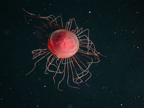 Atolla Jellyfish Image Taken 1000 Metres Below The Surface Of