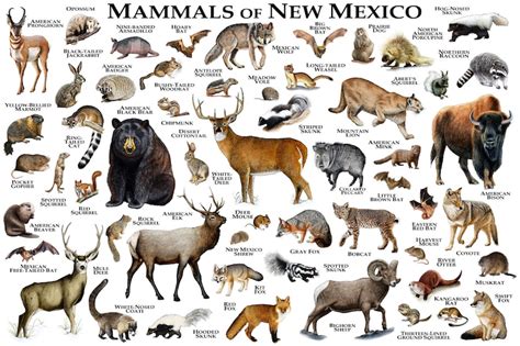 Mammals Of New Mexico Poster Print New Mexico Mammals Field Etsy