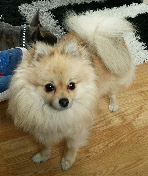 Beautiful Pomeranian Cream Sable Mini For Sale In Middleton