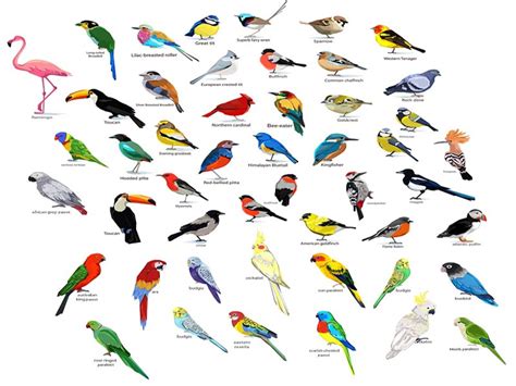 Different Types Of Blue Birds Different Types Of Birds Learn About