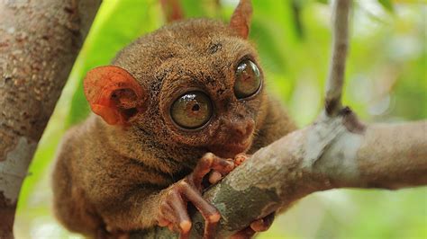 animals, Tarsiers Wallpapers HD / Desktop and Mobile Backgrounds