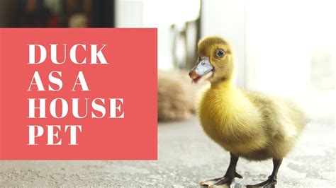 Try to avoid allowing your clothes to come in contact with affected areas on your pet. Can You Keep A Duck As A House Pet? - YouTube