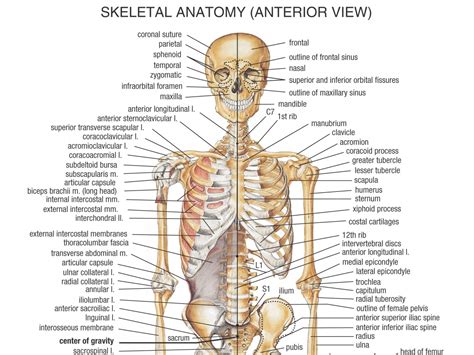 Die Skelettsystem Anatomie Health Life Media