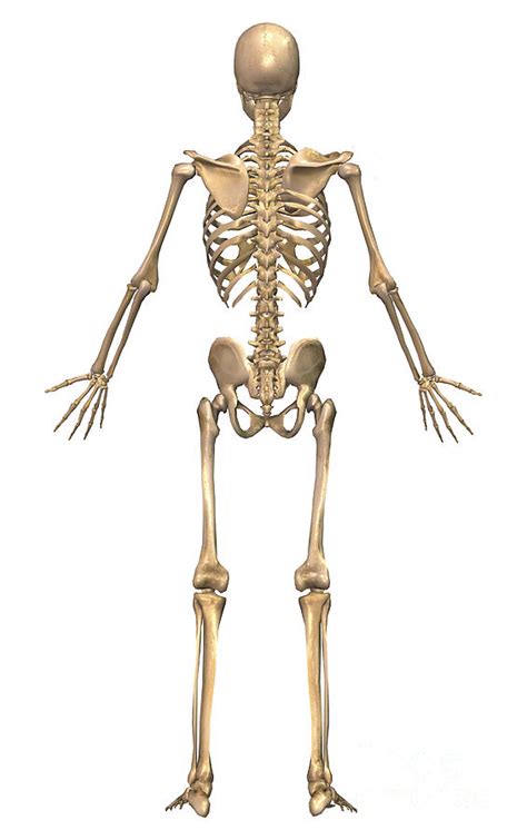 Skeleton bones human skull nephilim giants. Human Skeletal System, Back View Digital Art