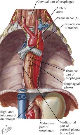 Chest muscles anatomy for bodybuilders. Esophageal Diseases | Basicmedical Key