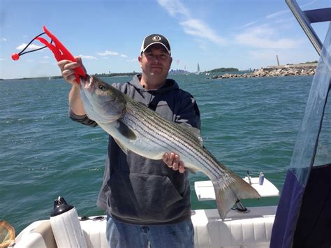 Big Boston Striped Bass On Topwater Light Tackle Fly Fishing Boston