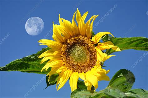 Moon And Sunflower Stock Image C0247305 Science Photo Library