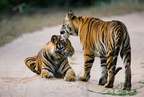Two Wild Tiger On The Road India Bandhavgarh National Park Madhya