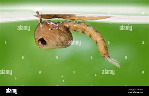 Pupa Pupa Hi Res Stock Photography And Images Alamy