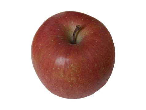Download red apple stock images, illustrations, and vectors for just $0.70, or high resolution at a 50% discount. Apple Free Stock Photo - Public Domain Pictures