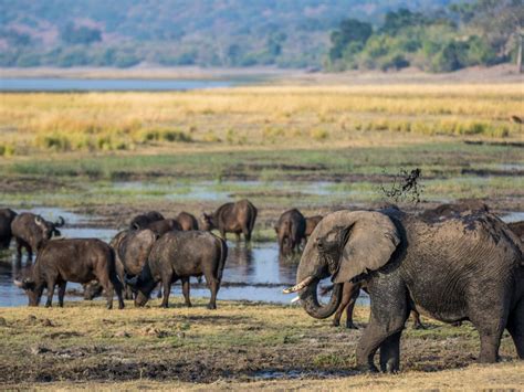 Chobe National Park Botswana Holidays With Steppes Travel