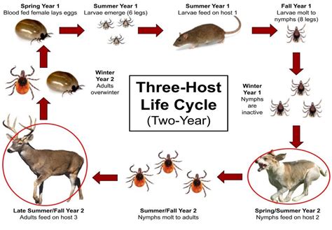 What You Need To Know About Michigans Ticks Integrated Pest Management