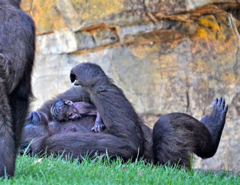 Gorila ReciÉn Nacido En El Bosque Ecuatorial De Bioparc Valencia