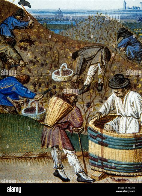 Medieval Farmers Working In The Field Peasants During The Harvest