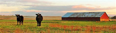Some herbicides provide a high degree of control of certain species; Rangeland Management Services | Wildlands