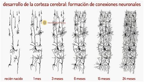 Etapas Del Neurodesarrollo Neuronas En Crecimiento