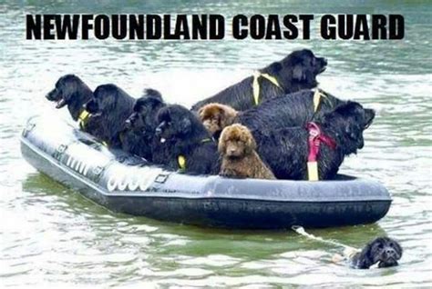 Canadian Coast Guard Newfoundland Puppies Big Dogs Dogs
