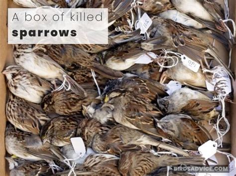 How Long Do Sparrows Live The Lifespan Of Various Sparrows