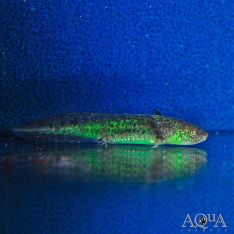 Gfp Wild Type Axolotl Ambystoma Mexicanum Aqua Imports