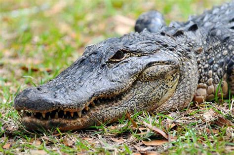 American Alligator Climate Adaptation Explorer