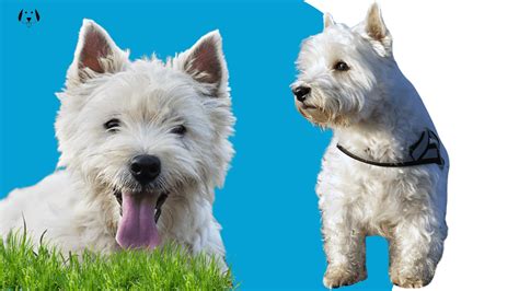 West Highland White Terrier Breed Vip Puppies Top Rated National