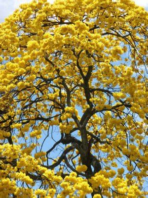 The leaves are opposite with veins that bend up toward the tip and have a smooth to wavy margin. TABEBUIA CARAIBA @ exotic yellow Flower ornamental ...