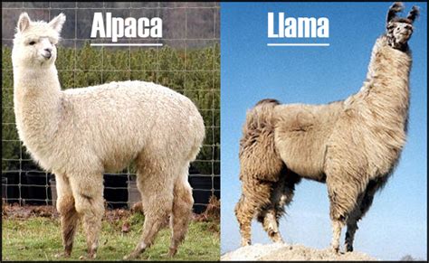Llamas Vs Alpacas Pets And Animals Forum Neoseeker Forums