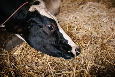 Cow Feeding Grazing Grass In Dairy Cattle Farm Business Livestock And
