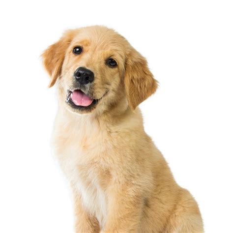 We are always updating our inventory with the best new pet products that you and your pet will love, so check back often to see what new products we are featuring on the site! Golden Retriever Puppies - Petland Summerville