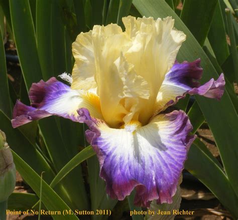 Jun 24, 2021 · bmw got off to a strong electric start with the i3 and i8, but since then, they've been a little quiet. World of Irises: Space Age Iris of the Early 21st Century